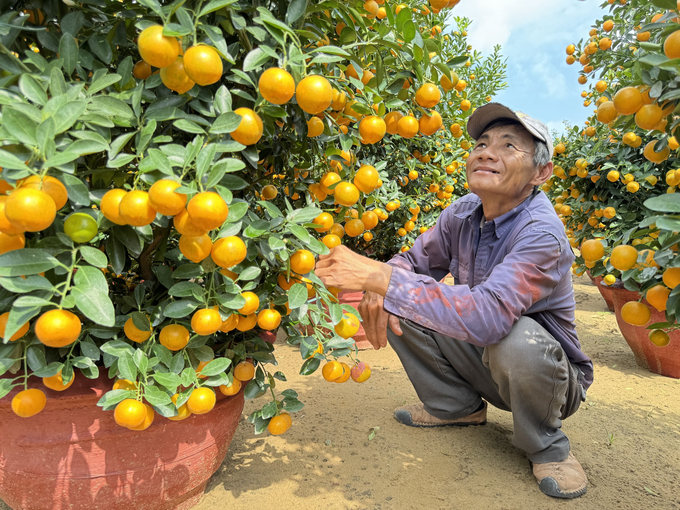 6-085843_594.jpg Gia đình ông Nguyễn Kim (trú xã Cẩm Hà, TP Hội An) năm nay trồng khoảng 400 chậu quất cảnh lớn nhỏ. ông Kim cho biết, cách đây khoảng 2 tháng, thương lái đã đến vườn quất nhà ông đặt mua toàn bộ với giá bán từ 1 - 2 triệu đồng/chậu.