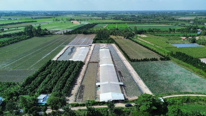 z6223125138681_a668929fc58786da45b0ed579ad2f146-095037_567.jpg Trang trại quy mô 20.000 vịt đẻ tại xã An Thạnh Trung, huyện Chợ Mới, tỉnh An Giang.