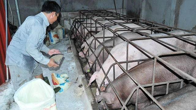 85a332bee8ab6f43a16889e233ed7733jpg-155448_380.jpg Bộ NN-PTNT đã không cho phép sử dụng kháng sinh với mục đích kích thích sinh trưởng trong chăn nuôi từ 1/1/2018 và đang trong lộ trình giảm sử dụng kháng sinh để phòng bệnh cho vật nuôi và sẽ cấm hoàn toàn việc sử dụng kháng sinh với mục đích phòng bệnh trong chăn nuôi kể từ 1/1/2026 theo quy định tại Nghị định số 13/2020/NĐ-CP của Chính phủ. Ảnh: Nhân Dân.