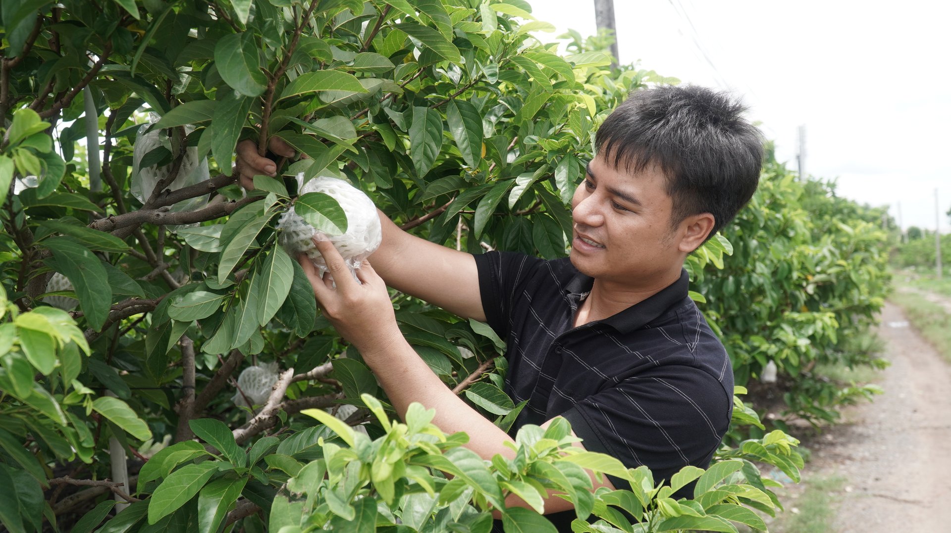 Anh Lê Minh Trung phấn khởi bên vườn mãng cầu hữu cơ của HTX. Ảnh: Trần Trung. Anh Lê Minh Trung phấn khởi bên vườn mãng cầu hữu cơ của HTX. Ảnh: Trần Trung.