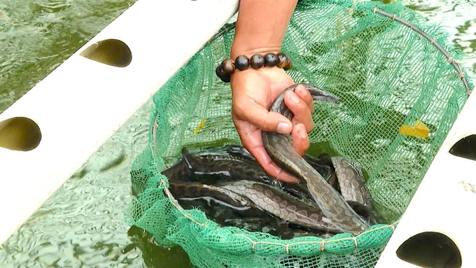 75b1cbf2fd16414818073-093402_339.jpg Cá chạch lấu nuôi trong mô hình sạch bệnh, đảm bảo an toàn thực phẩm. Ảnh: Kim Nữ.