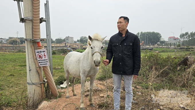 20241231_102910-144143_616-144144.jpg Vào mồng một mỗi tháng, Nguyễn Văn Hai thịt một con ngựa bạch để bán thịt, xương giữ lại để nấu cao. Ảnh: Thái Bình.