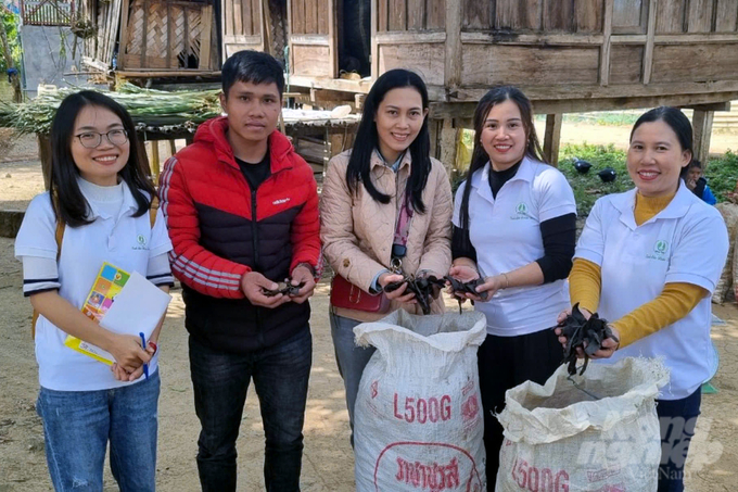 z6234198849786_c2198e247df123c195152d876445aed1-183233_571-183233.jpg Công ty TNHH Nhiên Thảo Quảng Trị thu mua quả bồ kết phơi khô. Ảnh: Võ Dũng.