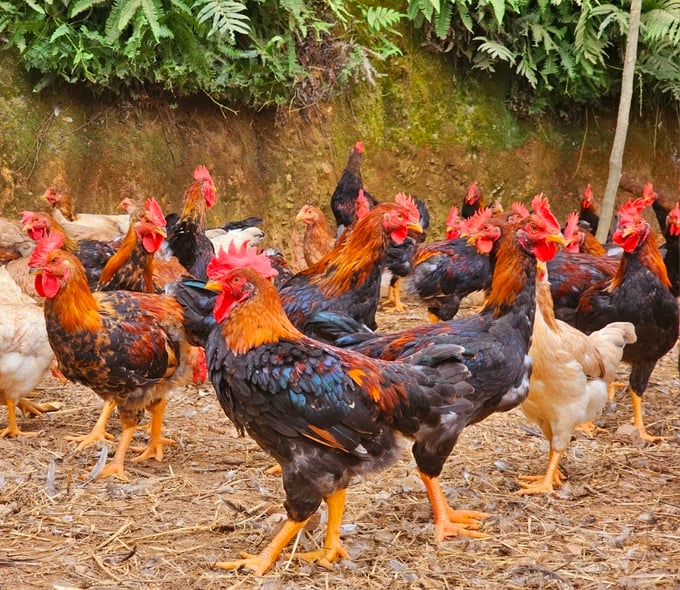 ga-thit-133612_635.jpg Chăn nuôi gà thịt không đảm bảo, bị phạt tới 325,431 triệu đồng. Ảnh: Bảo Khang.