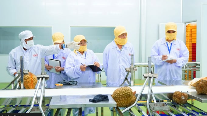 qcert-120621_184.jpg Các chuyên gia Công ty Cổ phần Toàn cầu QCERT đang đánh giá hệ thống quản lý an thực phẩm ISO 22000:2018 tại Nhà máy Sầu riêng cấp đông Công ty TNHH Vinh Đại Phát. Ảnh: Thanh Sang.