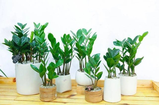 cay-canh-155803_445.jpg Cây xanh không chỉ làm đẹp không gian mà còn giúp tăng cường sinh khí, thu hút tài lộc. Ảnh: Internet.
