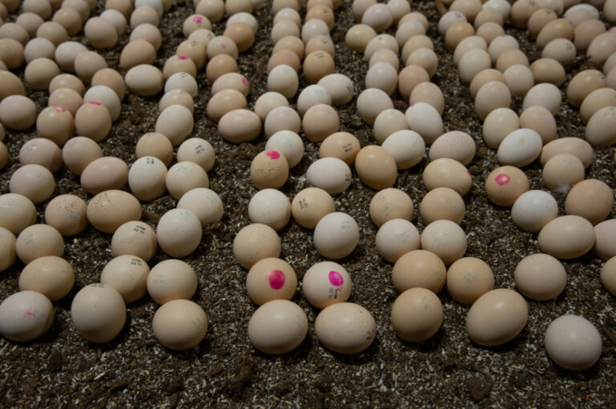 The findings of a recent study show the potential of the hatch on-farm system as an effective management strategy for supporting the immune system and intestinal health in broiler chickens, which may significantly improve overall health and productivity. Photo: Twan Wiermans.