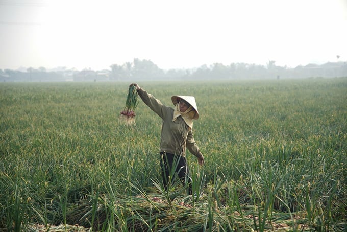z6250512285454_06495269ad9f6493dab48ee727bc65e7-115018_751.jpg Sản lượng hành tỏi vụ đông 2024 - 2025 của Hải Dương dự kiến đạt 135.000 tấn, tăng 20 - 25%, giá bán tăng 10 - 15%. Ảnh: Linh Linh.