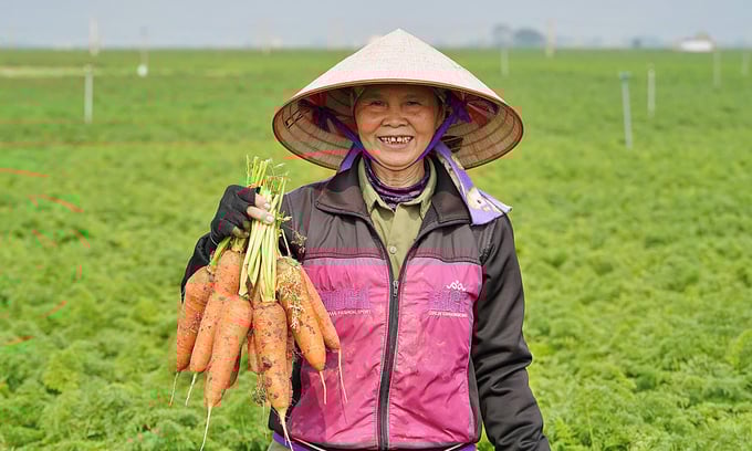 z6255188077397_a601d65ab22cca1ba2276c9594915cc5-114732_524.jpg Giá trị sản xuất cây vụ đông bình quân toàn vụ của Hải Dương đạt khoảng 250 triệu đồng/ha, tăng 23,4 triệu đồng/ha so với năm trước. Ảnh: Bảo Thắng.