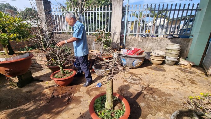 z6262166842388_c62ce526a8aa1dd9df28483077a2665b-124723_736.jpg Các nhà vườn đang làm mọi cách để kích cho mai nở hoa. Ảnh: Tuấn Anh.