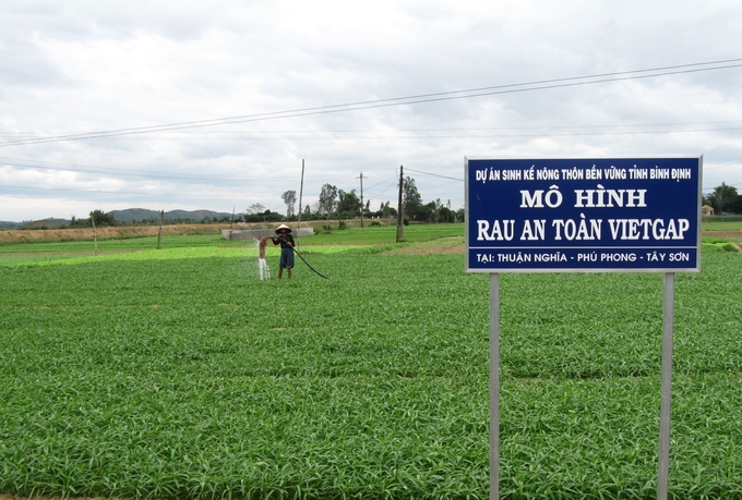 3-102617_820.jpg Nhờ rau vụ Tết tăng giá cao nên người trồng rau ở Thuận Nghĩa gỡ gạc được thất bại trong mùa mưa. Ảnh: V.Đ.T.
