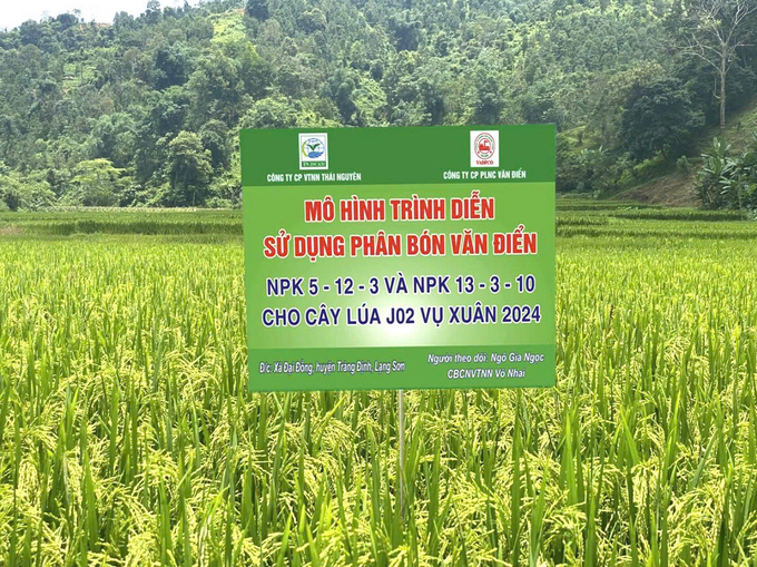 su-dung-phan-bon-van-dien-cho-lua-xuan-2025-trong-thoi-tiet-ret-dam-203733_279.jpg Mô hình trình diễn sử dụng giống lúa J02 Nhật Bản, phân bón đa yếu tố NPK Văn Điển 5.12.3 và 10.3.10 dạng viên tại Lạng Sơn vụ xuân 2024.