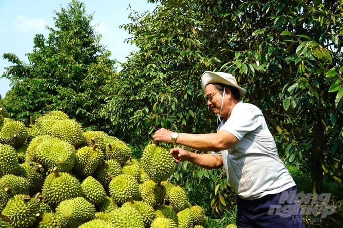 Sầu riêng non đã trở thành 'ngôi sao mới nổi' trong nghiên cứu và đổi mới sinh hóa học thực vật. Ảnh: Kim Anh.