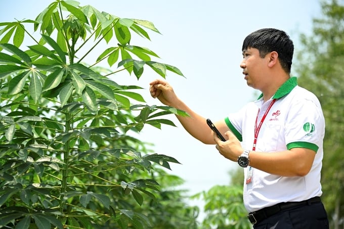 1-103911_221.jpg Nhân viên Ajinomoto Việt Nam hỗ trợ người nông dân theo dõi sự phát triển của khoai mì.