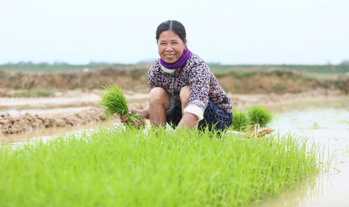 z6291628987161_c3190e0f9b97d9f1161c03feab971c74-143537_890.jpg Có sự chuẩn bị kỹ lưỡng, nông dân xứ Nghệ tự tin hướng đến một mùa vụ thắng lợi. Ảnh: Ngọc Linh.