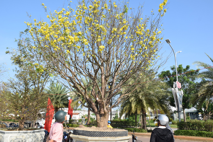 4-070247_920.jpg Gốc mai cổ thụ hút mắt người nhìn. Ảnh:V.Đ.T.