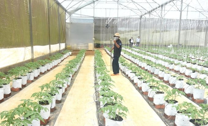 z5892541066861_6d38b167d729f91cf357222145fac3b0-131216_591.jpg Nông nghiệp công nghệ cao được xem là thế mạnh của tỉnh Kon Tum. Ảnh: Tuấn Anh.