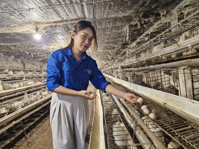2-103407_128.jpg Gà ác được nghe nhạc sẽ phát triển nhanh và đẻ trứng ổn định. Ảnh: L.K.