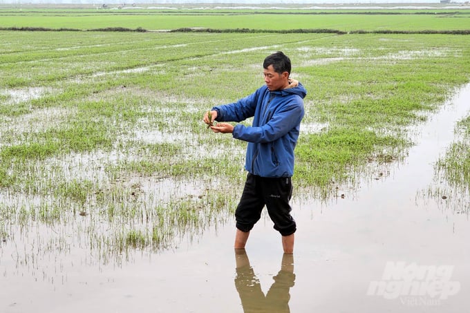 z6312675359472_5ff5808f0ba9664a610d4c733a79e44b-094801_426-094802.jpg Nông dân tập trung ra đồng chăm sóc lúa đông xuân ngay sau khi nước rút. Ảnh: Võ Dũng.