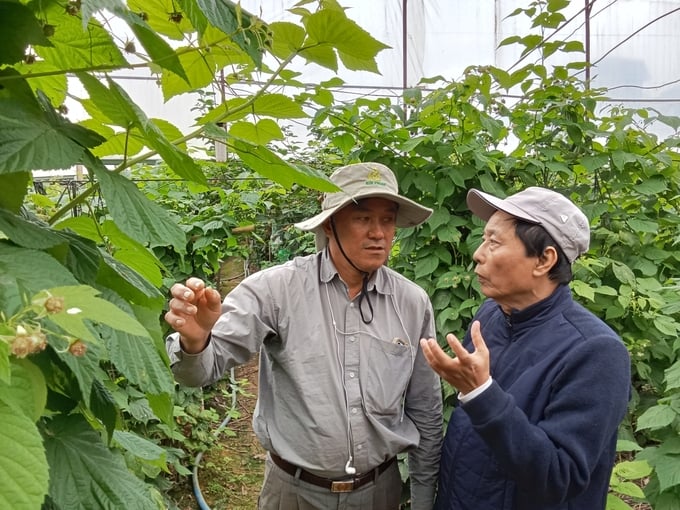 Vu Nhuan (left) shared his stories while checking the greenhouse. Photo: TL.