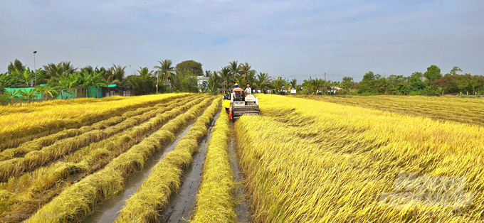 z6314574698151_96cd80d122df4b74d4f1e55c1dc5bcef-190437_779-190437.jpg Giá gạo tím được bán ra với mức 108.000 đồng/kg nên HTX và doanh nghiệp đang tiếp tục có kế hoạch sẽ mở rộng thêm vùng nguyên liệu trong thời gian tới. Ảnh: Minh Sáng.