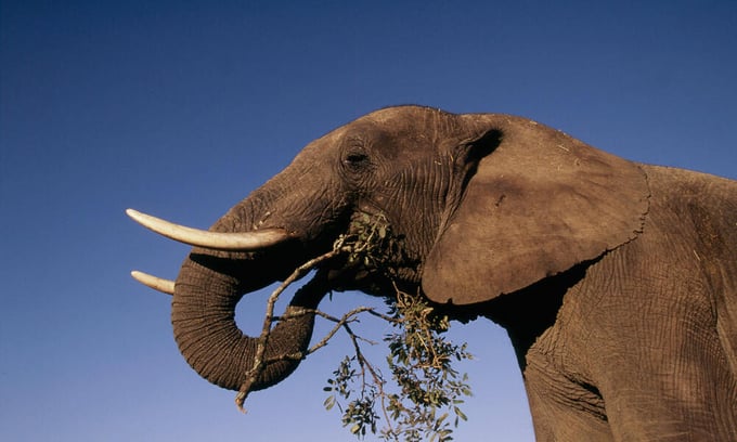 The decline in elephant populations will contribute to global warming, with many unpredictable consequences for human life. Photo: Martin Harvey/WWF.