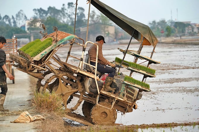 z6313258796484_ac160f55ab7c5d30310d93fa5ca4e39a-110346_758.jpg Tại một số xã trọng điểm như Long Xuyên, diện tích cấy máy đạt tới 70-80%. Ảnh: Bảo Thắng.