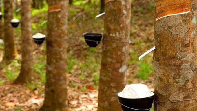 Giá cao su hôm nay 18/4/2025 ở trong nước và thế giới mới nhất Giá cao su hôm nay 18/4/2025 ở trong nước và thế giới mới nhất