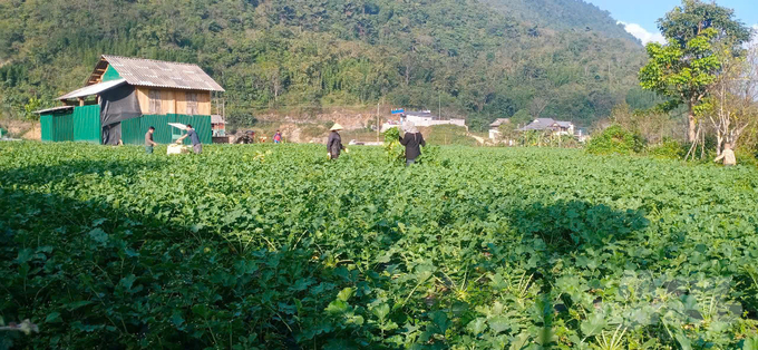 Một ruộng trồng cải củ Dong Ha của chị Thi. Ảnh: Hải Tiến.