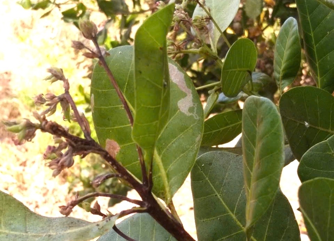 bien-phap-bao-ve-cay-trong-truoc-dieu-kien-thoi-tiet-bat-loi-170134_125.jpg Bệnh thán thư bông trên cây điều. Ảnh: TL.