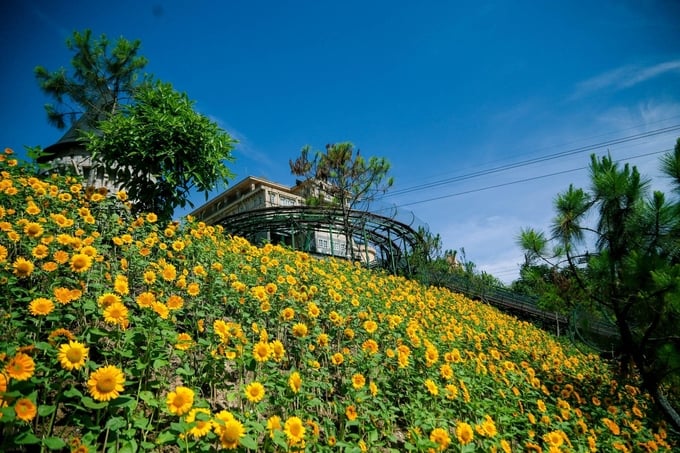 image005-091325_502.jpg Tháng 3-4/2025, Sun World Ba Na Hills lại khoác lên tấm áo mới vàng rực rỡ trong Lễ hội Hoa Mặt trời lần đầu tiên tổ chức trên đỉnh Bà Nà.
