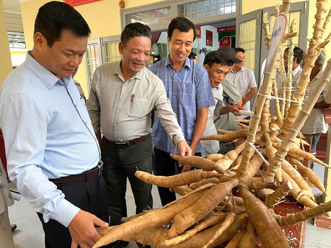 cac-dai-bieu-tham-quan-san-mo-hinh-170010_772.jpg Giống sắn HN1 và HN5 không chỉ kháng được bệnh khảm lá mà còn cho năng suất cao. Ảnh: Việt Toàn.