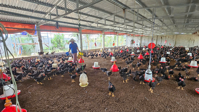 Farmers are advised to purchase breeding stock with verified origins to promote effective repopulation. Photo: KS.