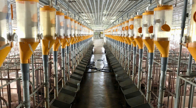 Khanh Hoa Province encourages the development of biosecure and disease-free livestock farming. Photo: KS.