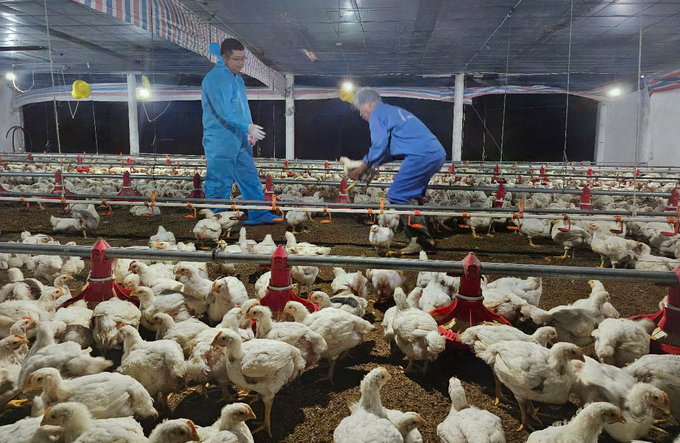 A climate-controlled poultry farm in Khanh Hoa Province. Photo: KS.