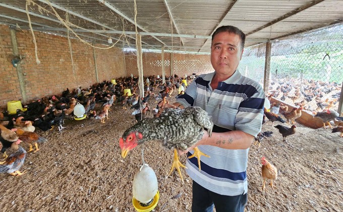 Mr. Luong Ngoc Thieu in Hoa Dong commune said that he pays great attention to disease prevention for the chicken flock. Photo: KS.