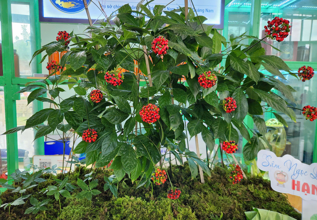 Developing and refining high-yield, high-quality cultivation processes from Ngoc Linh ginseng and other rare medicinal herbs. Photo: L.K.