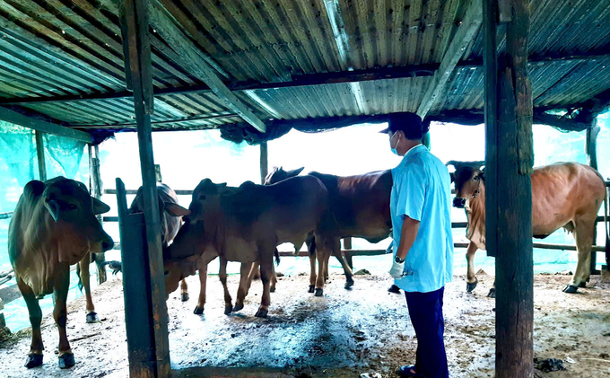 Farmers must prioritize livestock vaccination to ensure disease prevention. Photo: KS.