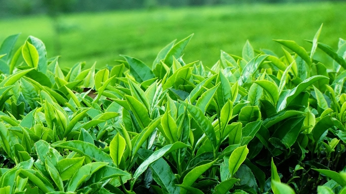 The global organic tea market is expected to grow. 