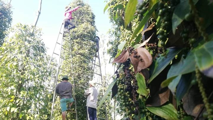Updated domestic and global pepper prices on March 2, 2025: