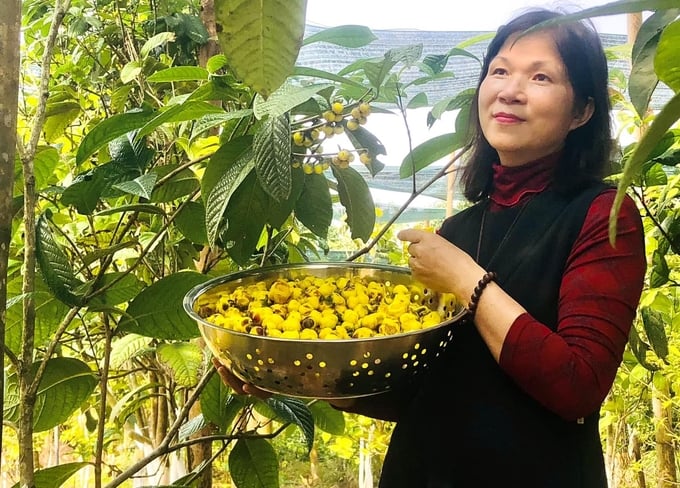 480695045_3017523121743230_2719446899465559404_n-155204_260.jpg Chị Phạm Thị Lý thu hoạch trà hoa vàng. Ảnh: Dương Đình Tường.