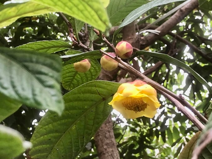 481109024_3017523325076543_8353940922727099745_n-155204_343.jpg Cận cảnh trà hoa vàng. Ảnh: Dương Đình Tường.