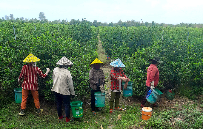97c1283422f99ca7c5e8-162022_696.jpg Chi phí thuê nhân công hái chanh hết 1.200đ/kg, cộng với công vận chuyển, nhiều nhà vườn bán chanh không đủ chi phí thu hoạch. Ảnh: Minh Đảm.