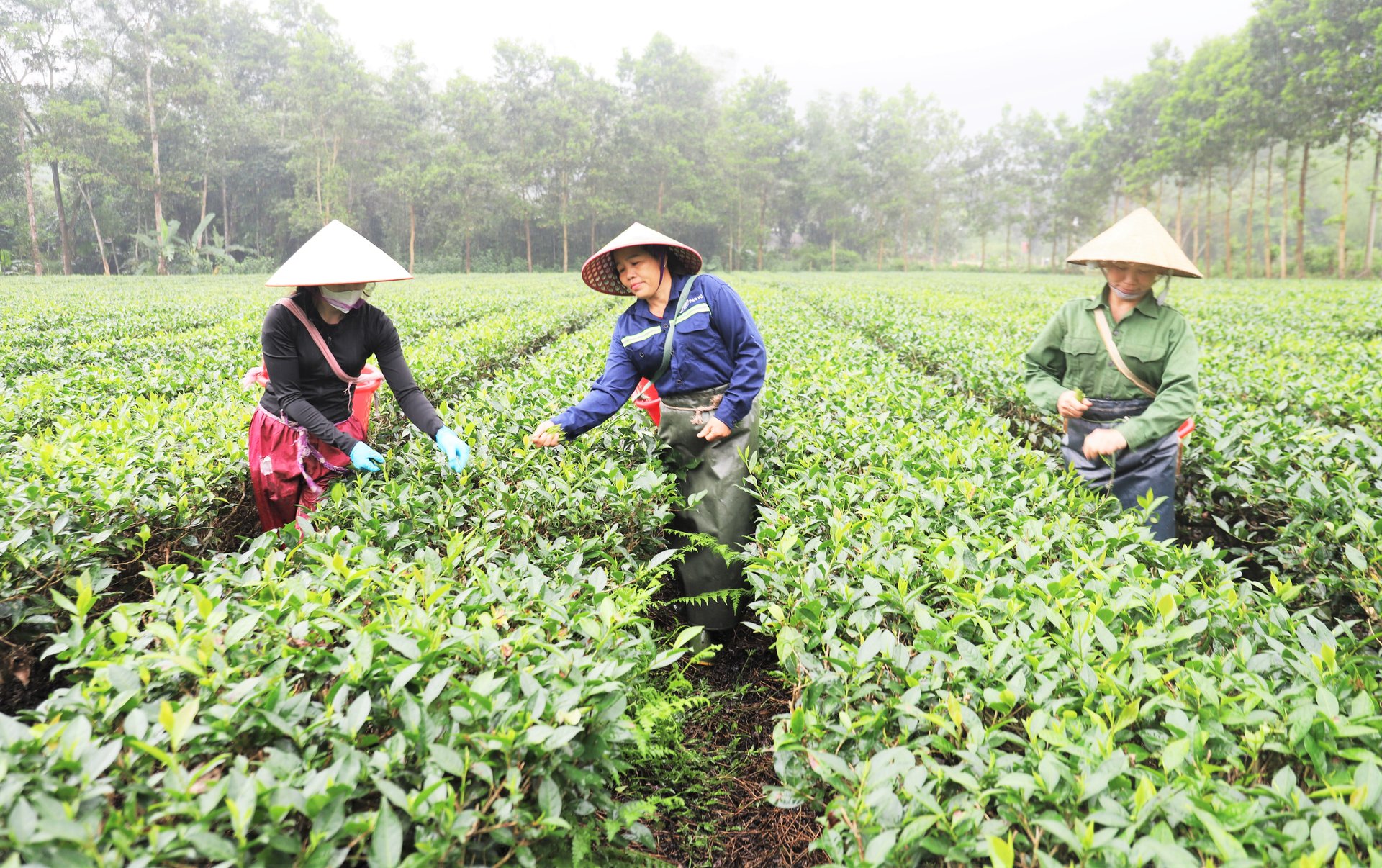 Trồng chè liên kết với Xí nghiệp chè Tây Sơn đem lại thu nhập cao và ổn định cho người dân. Ảnh: Thanh Nga. Trồng chè liên kết với Xí nghiệp chè Tây Sơn đem lại thu nhập cao và ổn định cho người dân. Ảnh: Thanh Nga.