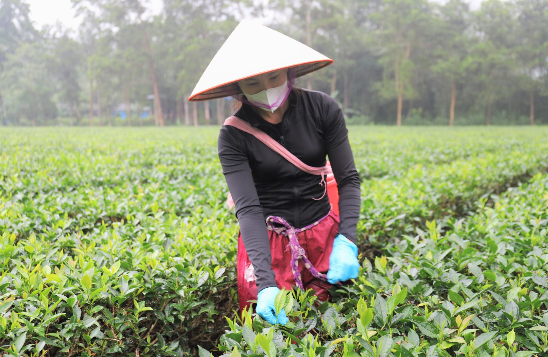 Thay đổi nhận thức của người dân để mở rộng diện tích chè. Ảnh: Thanh Nga. Thay đổi nhận thức của người dân để mở rộng diện tích chè. Ảnh: Thanh Nga.