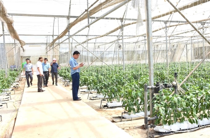 High-tech agriculture in greenhouse cultivation in Kon Plong District. Photo: Tuan Anh.