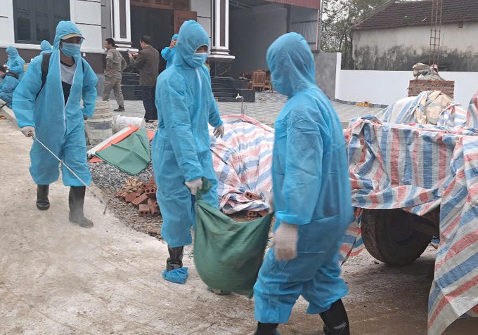 Cán bộ thú y thu gom lợn chết để mang đi tiêu hủy. Ảnh: Quốc Toản.
