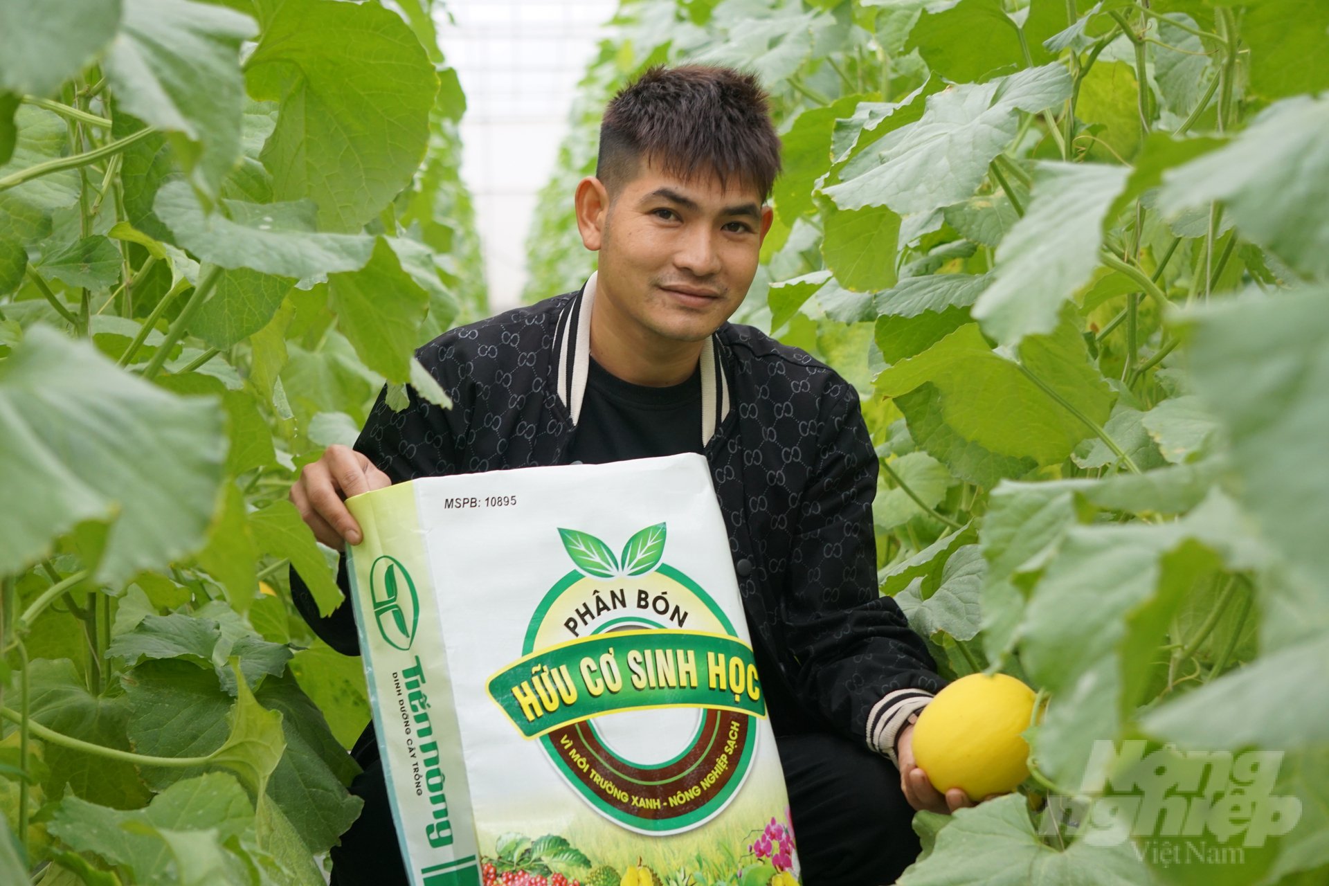Năng suất dưa vàng tăng từ 15 - 20% nhờ sử dụng phân bón hữu cơ sinh học. Ảnh: Quốc Toản.