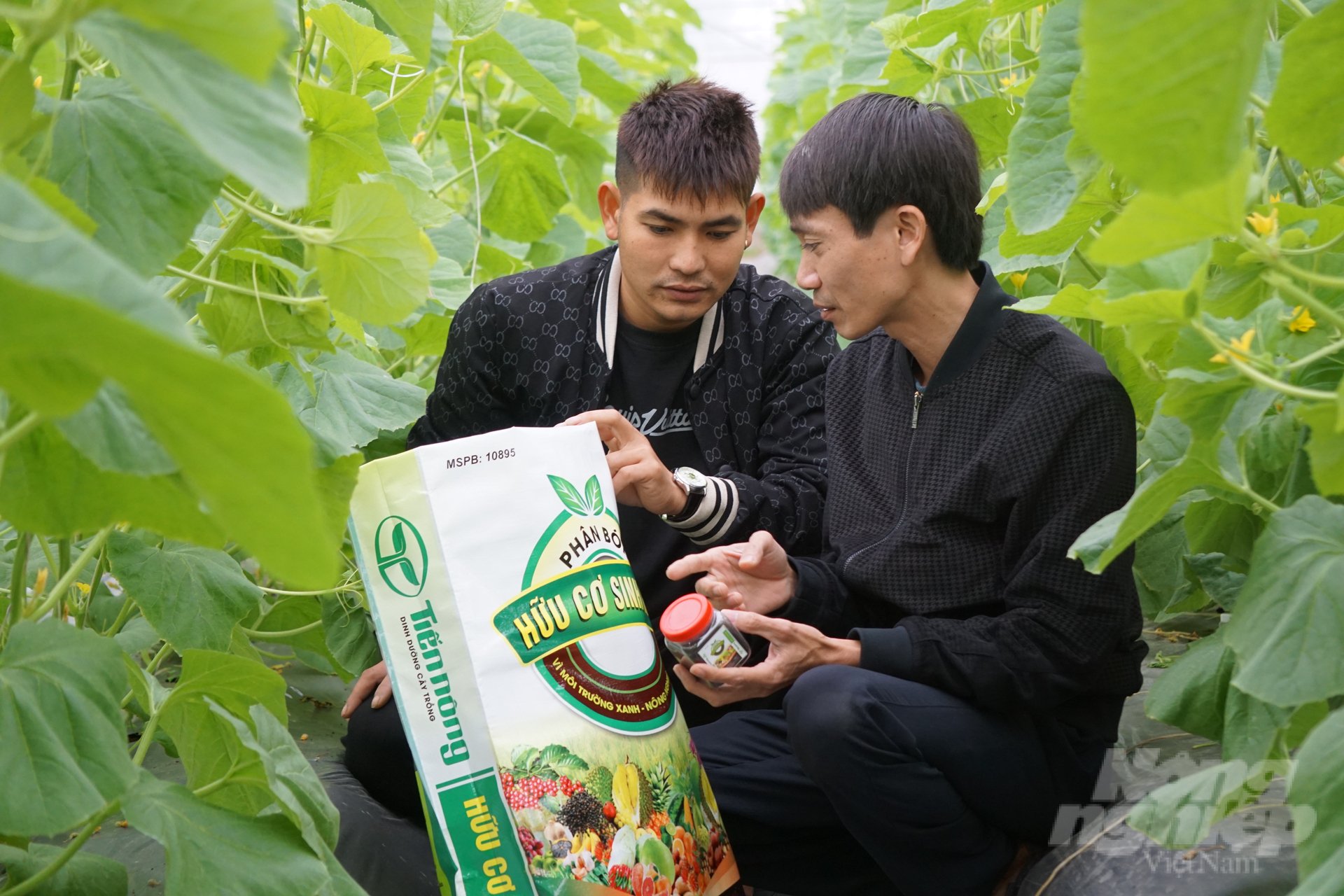 Các kỹ thuật viên của Công ty Tiến Nông hướng dẫn anh Hải quy trình chăm sóc và sử dụng sản phẩm phân bón hữu cơ sinh học. Ảnh: Quốc Toản.