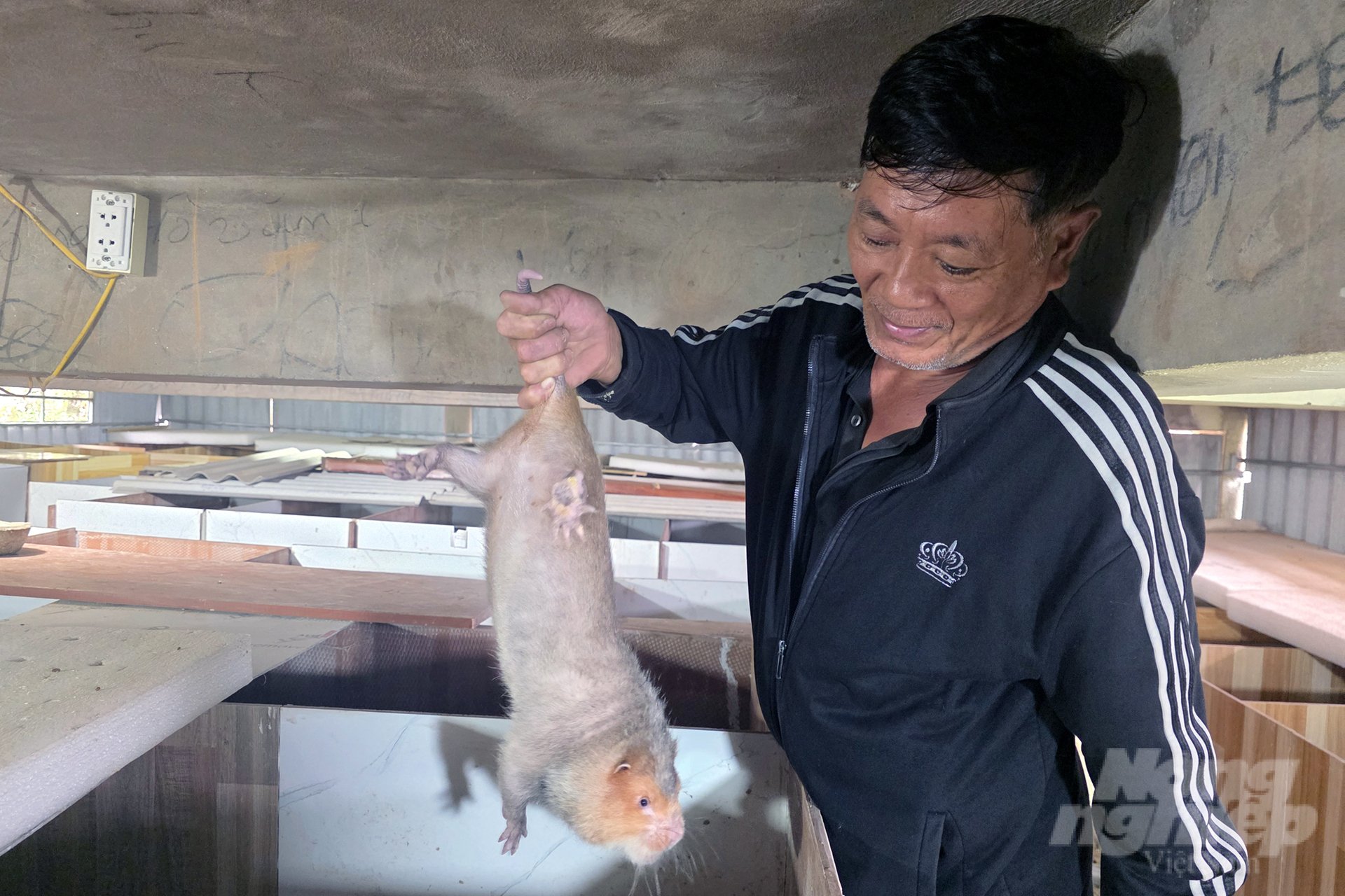 Dúi má đào được HTX Phát triển Nông nghiệp và Du lịch bền vững Xy nhân giống, cung ứng cho người dân. Ảnh: Võ Dũng. Dúi má đào được HTX Phát triển Nông nghiệp và Du lịch bền vững Xy nhân giống, cung ứng cho người dân. Ảnh: Võ Dũng.